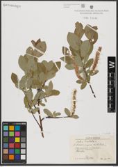 Foto von Salix hastata L.